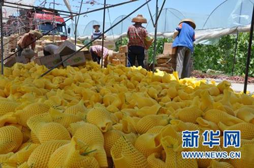 農戶們在忙碌著為哈密瓜套網、裝箱。康寧攝