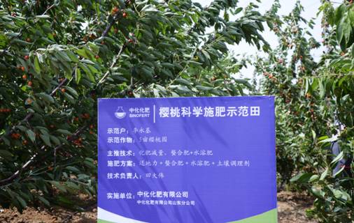點擊查看大圖 小化帶你摘櫻桃