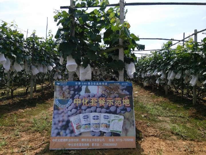 點擊查看大圖